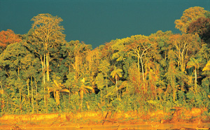 Reserva Amazónica